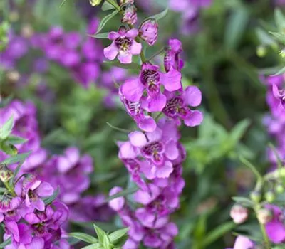 Angelonia angustifola, pink Angelonia angustifola, pink