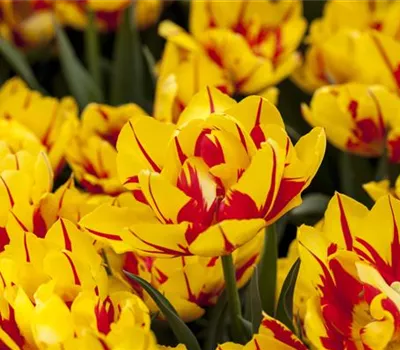 10 Blumenzwiebel - Gefüllte frühe Tulpe 'Monsella' 10 Blumenzwiebel - Gefüllte frühe Tulpe 'Monsella'