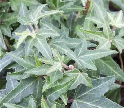 Efeu 'Asterisk' Efeu 'Asterisk'