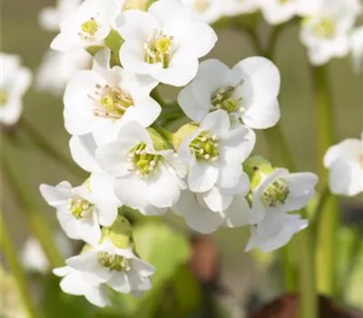 Bergenia cordifolia 'Schneekristall'