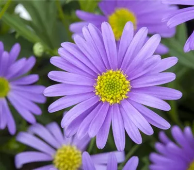 Brachyscome, blau Brachyscome, blau