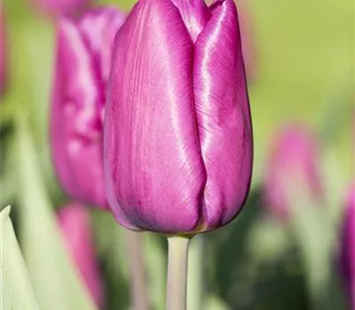 10 Blumenzwiebel - Tulpe 'Purple Prince' 10 Blumenzwiebel - Tulpe 'Purple Prince'