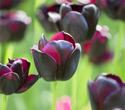 10 Blumenzwiebel - Tulpe 'Queen of Night' 10 Blumenzwiebel - Tulpe 'Queen of Night'