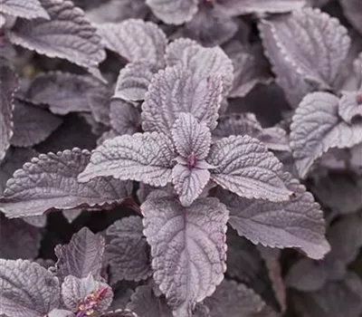 Buntnessel 'Black Prince' Buntnessel 'Black Prince'