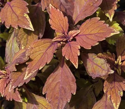Buntnessel 'LANCELOT Cocoa Mint' Buntnessel 'LANCELOT Cocoa Mint'