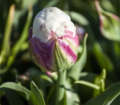 3 Blumenzwiebel - Tulpe 'Ice Cream' 3 Blumenzwiebel - Tulpe 'Ice Cream'