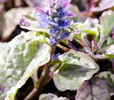 Ajuga 'Burgundy Glow' Ajuga 'Burgundy Glow'