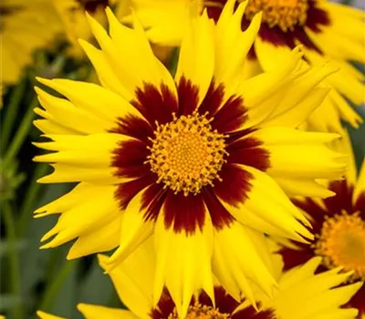 Coreopsis grandiflora 'SunKiss'