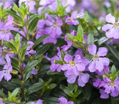 Cuphea hyssopifolia, lila Cuphea hyssopifolia, lila