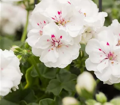 Hängegeranie 'Royal White' Hängegeranie 'Royal White'