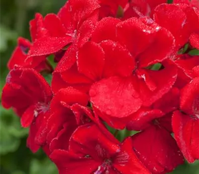 Geranie stehend 'Carlos' Geranie stehend 'Carlos'