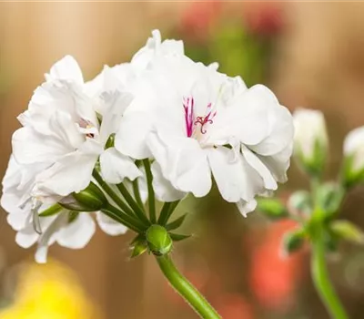 Geranie stehend 'Isabella' Geranie stehend 'Isabella'