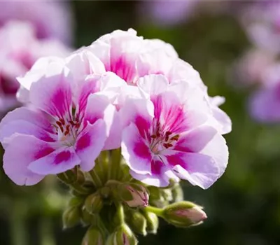 Geranie stehend 'Kristiana' Geranie stehend 'Kristiana'
