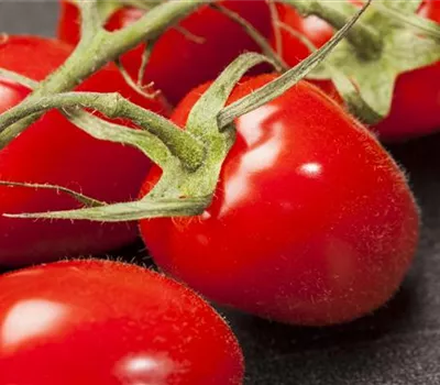 Pflaumen-Cherry-Tomate 'Dasher' (Mirado Red) Pflaumen-Cherry-Tomate 'Dasher' (Mirado Red)