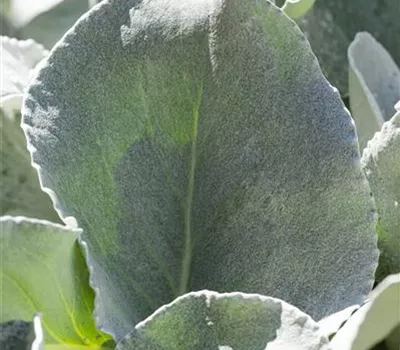 Senecio candidans 'Angel Wings' Senecio candidans 'Angel Wings'