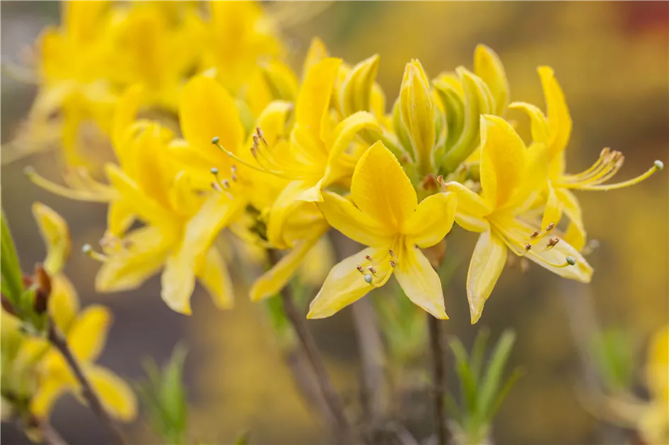 Rhododendron luteum I