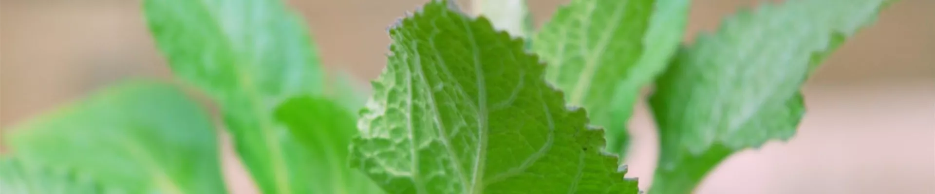 Fingerhut - Einpflanzen im Garten (thumbnail).jpg Fingerhut - Einpflanzen im Garten (thumbnail).jpg