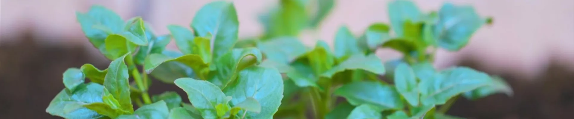 Indianernessel - Einpflanzen im Garten (Thumbnail).jpg Indianernessel - Einpflanzen im Garten (Thumbnail).jpg