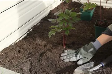 Silberkerze - Einpflanzen im Garten Silberkerze - Einpflanzen im Garten