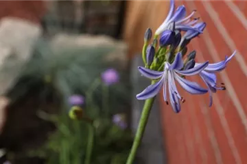 Afrikanische Schmucklilie - Einpflanzen im Garten Afrikanische Schmucklilie - Einpflanzen im Garten