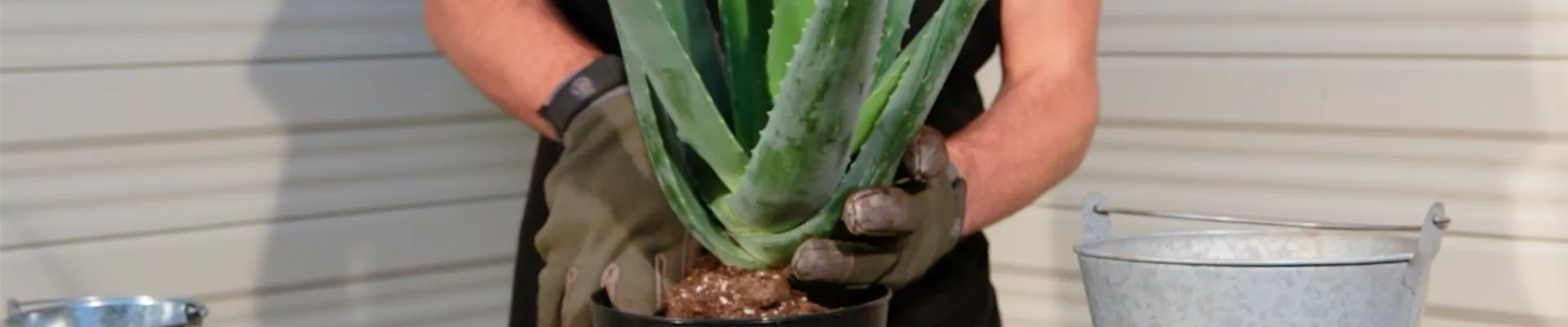Aloe Vera - Umtopfen (Thumbnail).jpg Aloe Vera - Umtopfen (Thumbnail).jpg