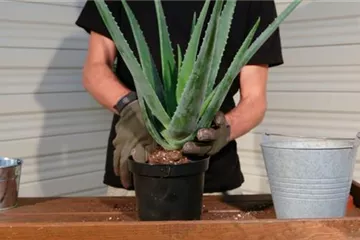 Aloe Vera - Umtopfen Aloe Vera - Umtopfen