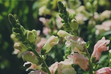 Löwenmaul - Einpflanzen im Garten Löwenmaul - Einpflanzen im Garten