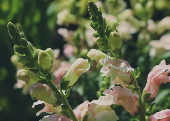 Löwenmaul - Einpflanzen im Garten