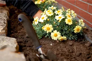 Margeriten - Einpflanzen im Garten Margeriten - Einpflanzen im Garten
