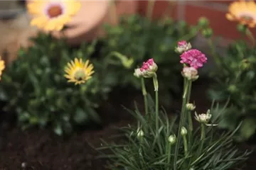 Strandgrasnelke - Einpflanzen im Garten Strandgrasnelke - Einpflanzen im Garten