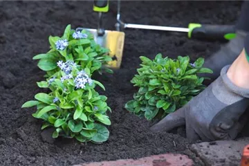 Vergissmeinnicht - Einpflanzen im Garten Vergissmeinnicht - Einpflanzen im Garten