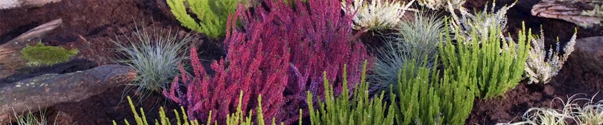 Ein Heidegarten anlegen (Thumbnail).jpg Ein Heidegarten anlegen (Thumbnail).jpg