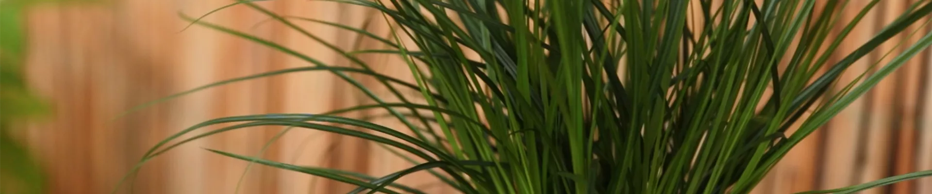 Gartensegge - Einpflanzen in ein Gefäß (Thumbnail).jpg Gartensegge - Einpflanzen in ein Gefäß (Thumbnail).jpg