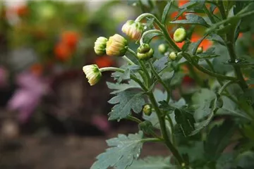 Chrysanthemen - Einpflanzen im Garten Chrysanthemen - Einpflanzen im Garten