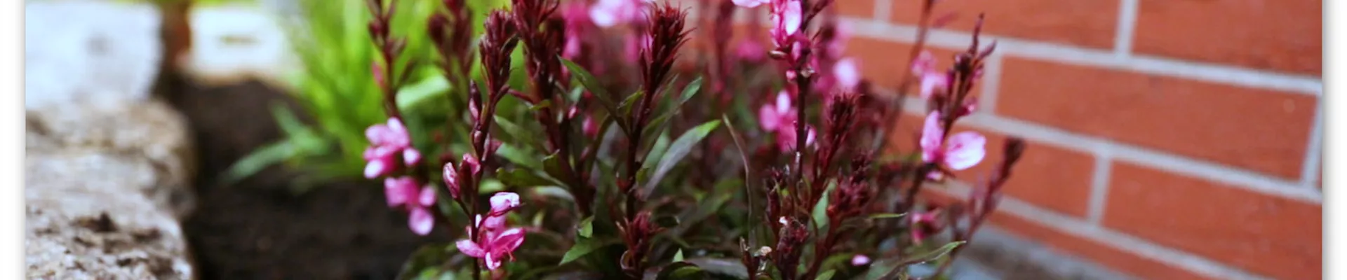 Prachtkerze - Einpflanzen in den Garten (Thumbnail).jpg Prachtkerze - Einpflanzen in den Garten (Thumbnail).jpg