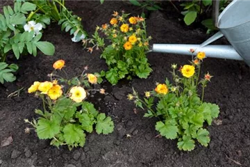 Nelkenwurz - Einpflanzen im Garten Nelkenwurz - Einpflanzen im Garten