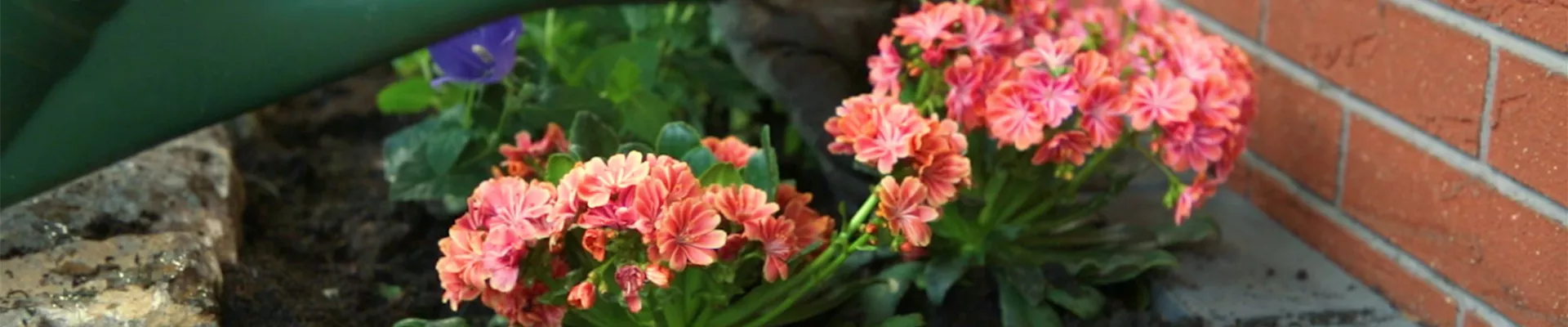 Gewöhnlicher Bitterwurz - Einpflanzen im Garten (Thumbnail).jpg Gewöhnlicher Bitterwurz - Einpflanzen im Garten (Thumbnail).jpg