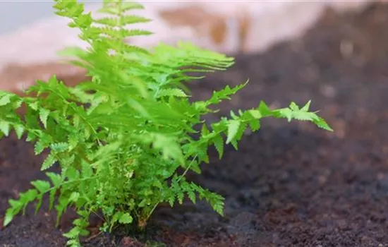 Becherfarn - Einpflanzen im Garten Becherfarn - Einpflanzen im Garten