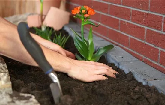 Milchstern - Einpflanzen im Garten Milchstern - Einpflanzen im Garten