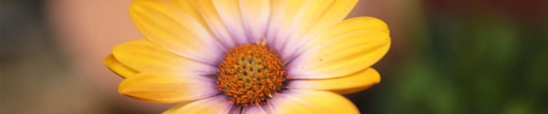 Kapkörbchen - Einpflanzen in den Garten (Thumbnail).jpg Kapkörbchen - Einpflanzen in den Garten (Thumbnail).jpg