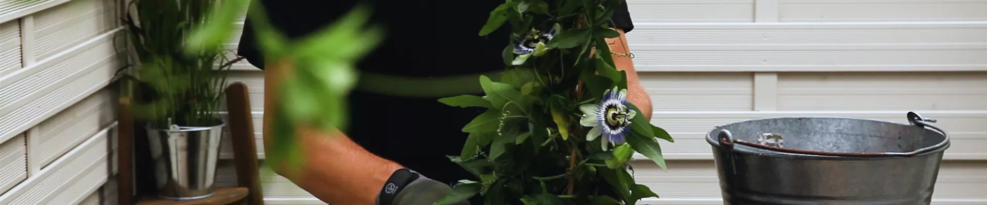 Passionsblume_Topf_einsetzen.jpg Passionsblume_Topf_einsetzen.jpg