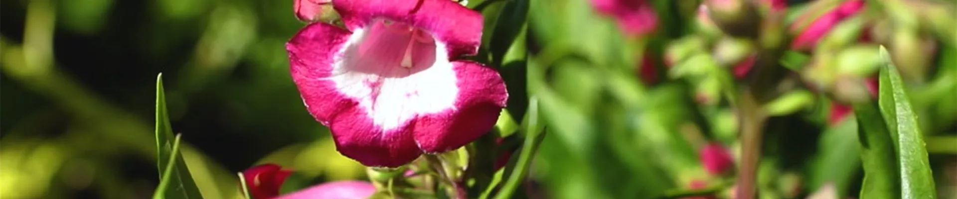 Bartfaden - Einpflanzen im Garten_.jpg Bartfaden - Einpflanzen im Garten_.jpg