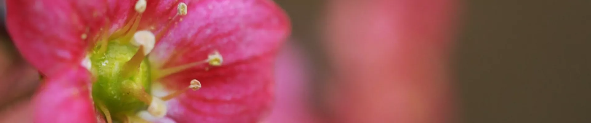 Moossteinbrech - Einpflanzen im Garten (thumbnail).jpg Moossteinbrech - Einpflanzen im Garten (thumbnail).jpg