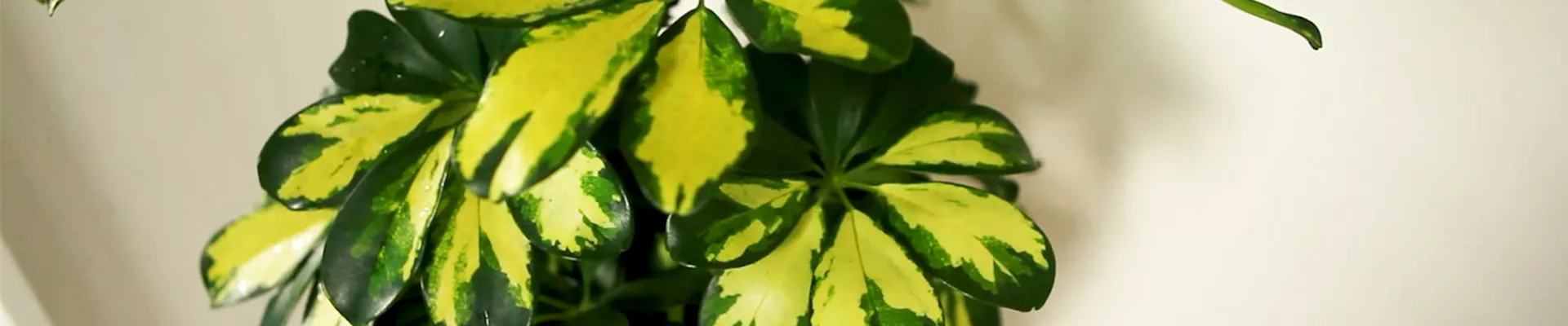 Strahlenaralie - Umtopfen.jpg Strahlenaralie - Umtopfen.jpg