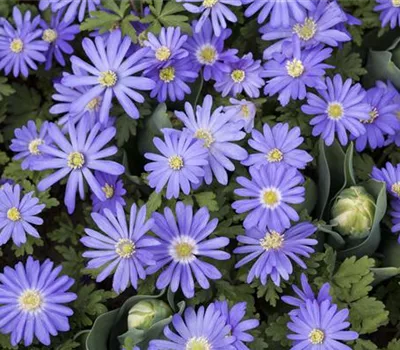 Anemonen – zarte Windröschen im Garten Anemonen – zarte Windröschen im Garten