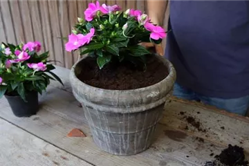 Edellieschen - Einpflanzen in ein Gefäß