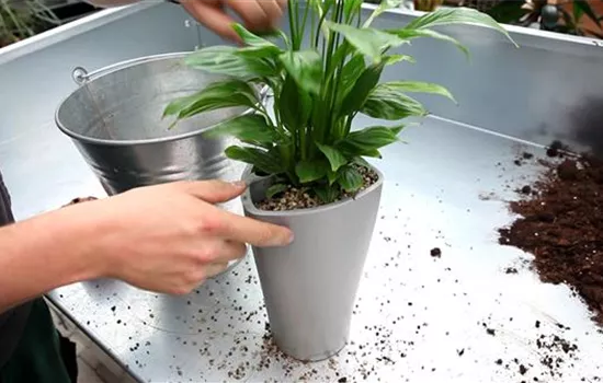 Einblatt - Einpflanzen in ein Gefäß Einblatt - Einpflanzen in ein Gefäß