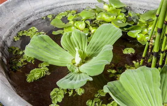 Voll im Trend: Der Indoorteich Voll im Trend: Der Indoorteich