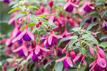 Fuchsien als Blickfang Fuchsien als Blickfang