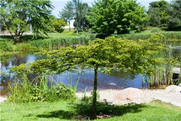 Gartenteich easy going - so klappt's